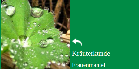 Kräuterkunde Frauenmantel